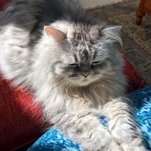 Meet your Posher, Shaima